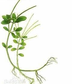 石蝉草（中药）