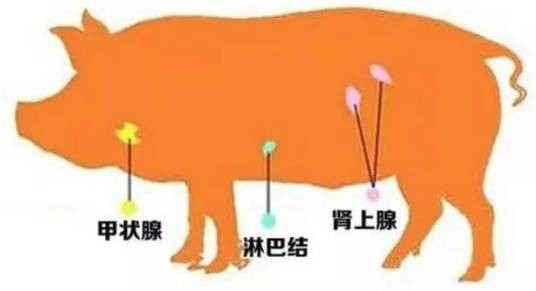 猪三腺
