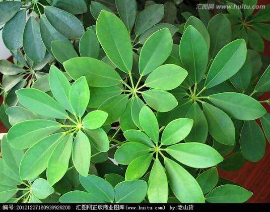 鹅掌柴属