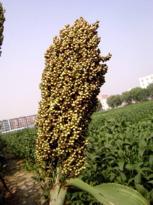 甜高粱（禾本科高粱属植物）