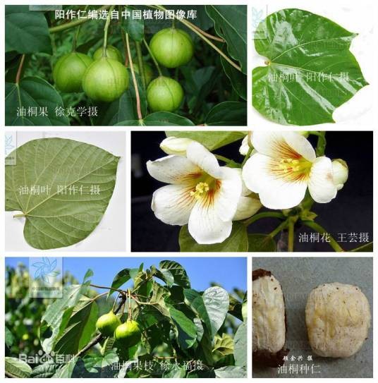 油桐（大戟科油桐属植物）