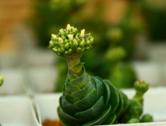 花椿(景天科青锁龙属植物)