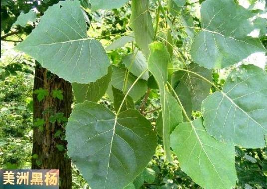 美洲黑杨18-8SS