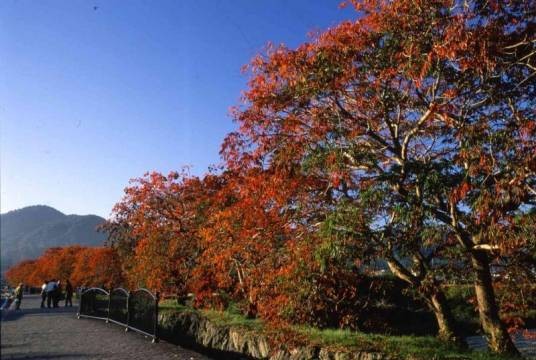 野漆树