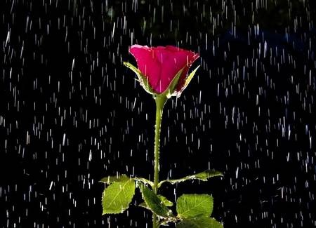 雨中的红玫瑰