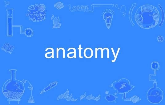 anatomy