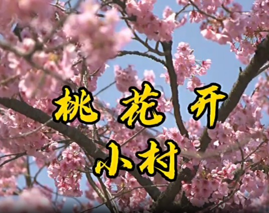 桃花开（小村演唱的原创歌曲）