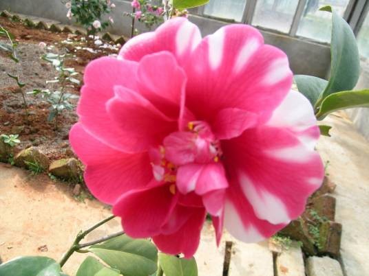 芒特(山茶品种)
